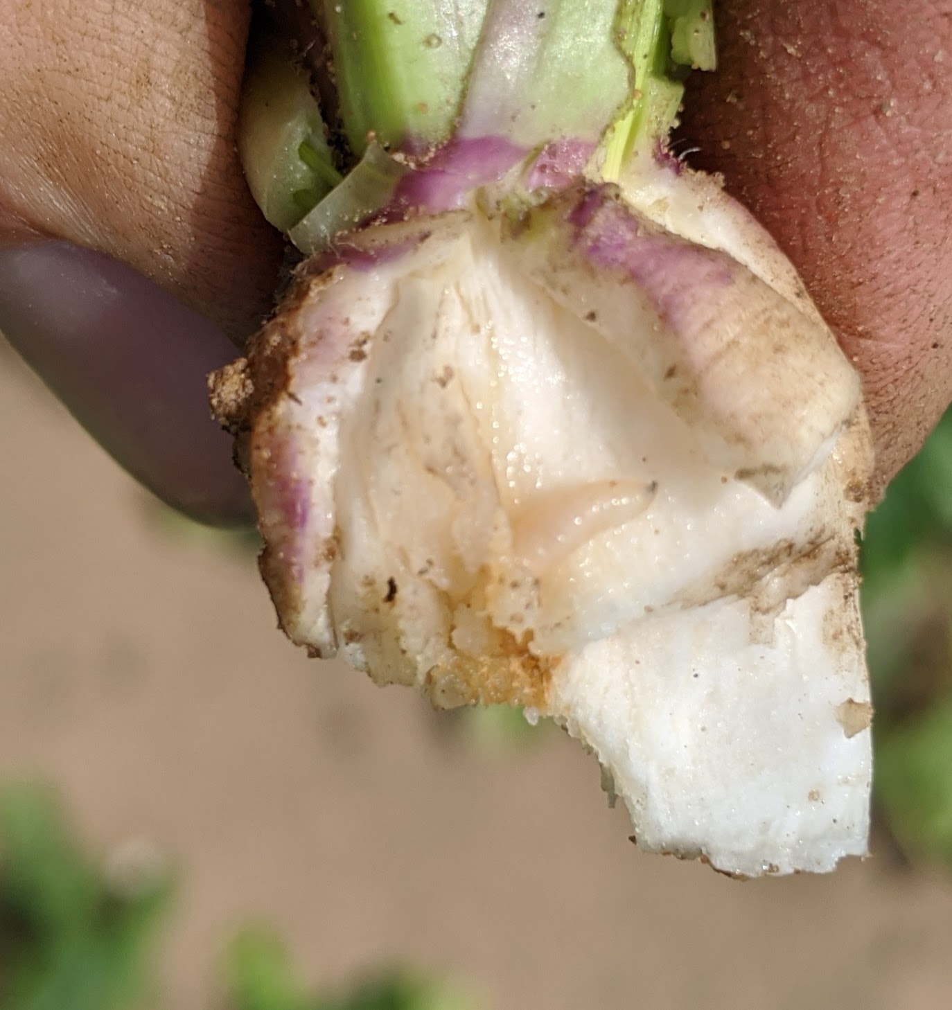 Cabbage maggot damage in turnip